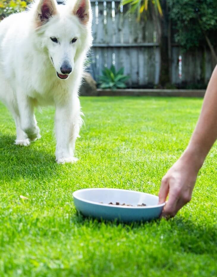 The Best Dog Food For Weight Loss? It’s Been Around For Centuries