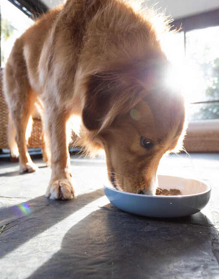 Revealed: The Best Dog Food For Sensitive Stomachs