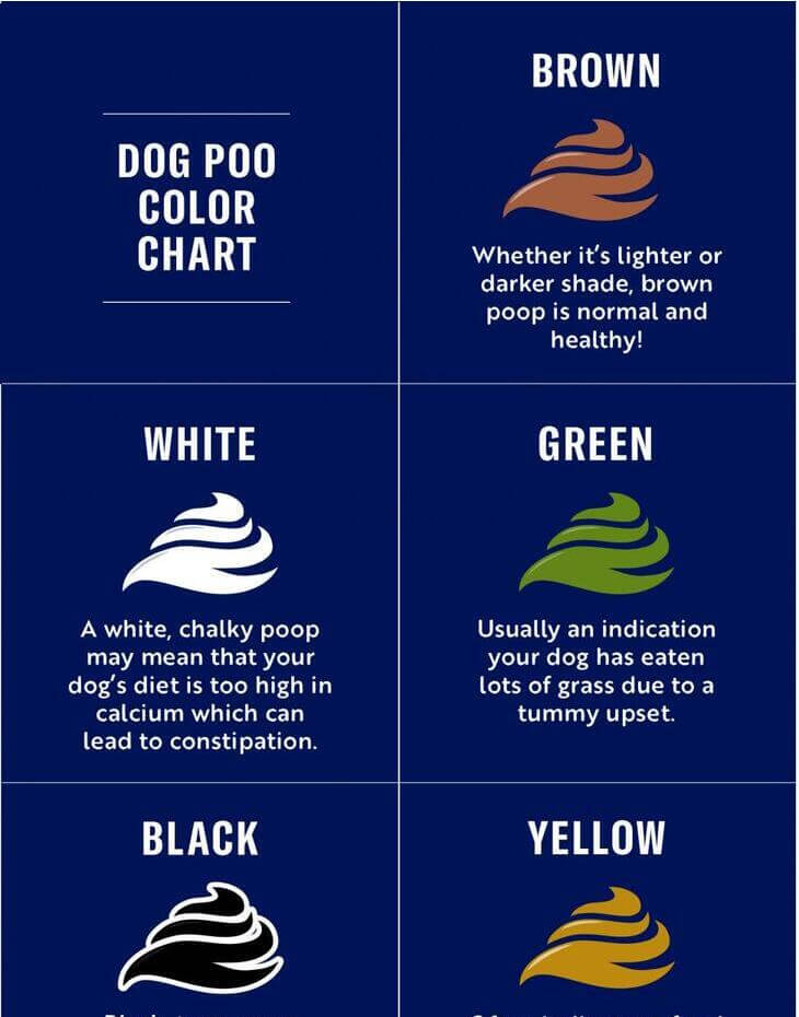 Dog Poo: What It Can Tell You About Your Furry Friend’s Health